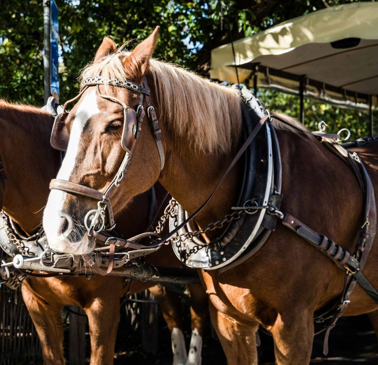Attelage à cheval - Les 140 ans du théâtre